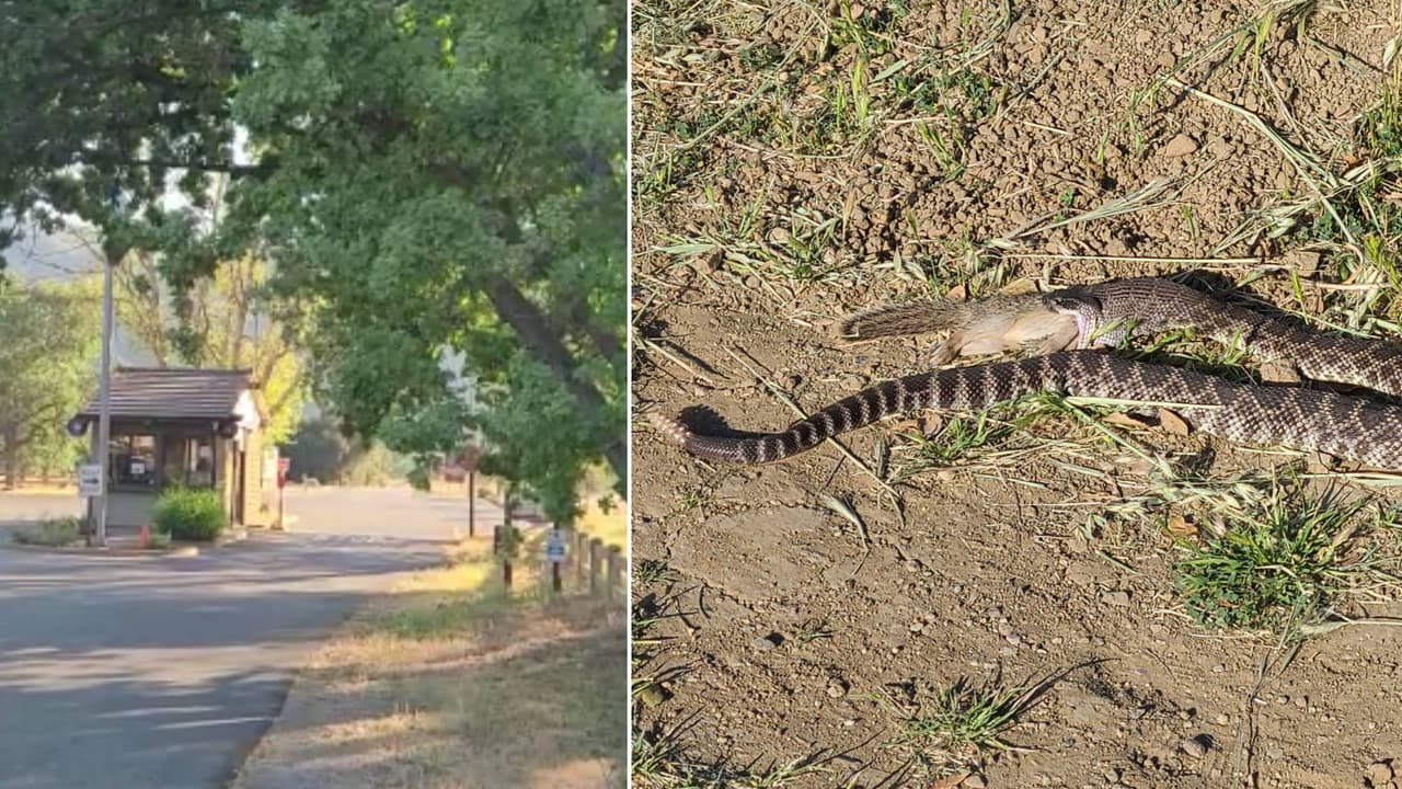 La temporada de serpientes cascabel está iniciando en California, pues estos reptiles están más activos durante los meses más calurosos.
