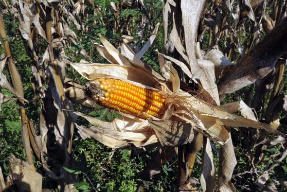 Por otra parte, los productores están presionando para que se hagan pruebas en las variedades RR (resistente a un herbicida) y BT (resistente a los insectos) desarrolladas por las multinacionales. Para ellos, estas variedades ofrecen una mayor productividad por hectárea.