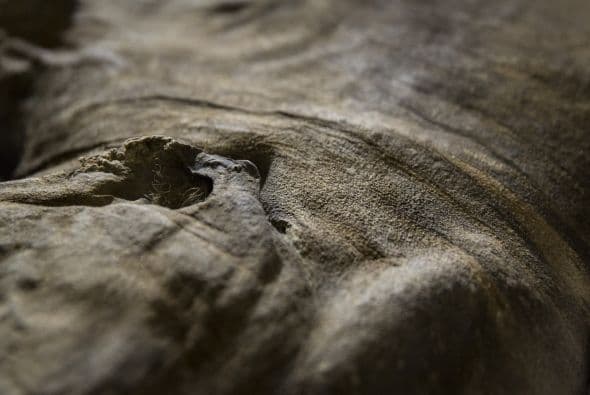 Mamut de la edad de hielo llegó a Londres