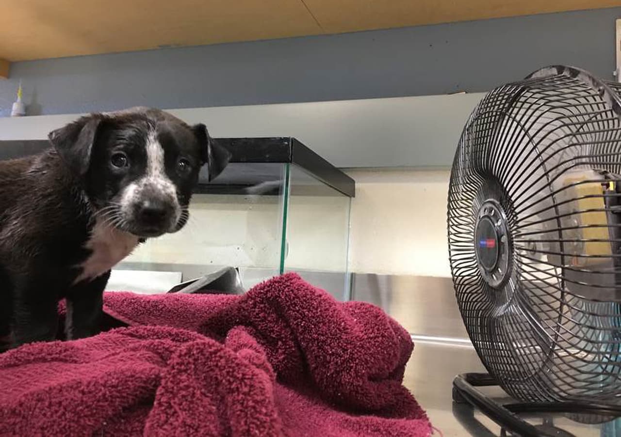 Recomiendan mantener a mascotas en lugares frescos y con agua fría.