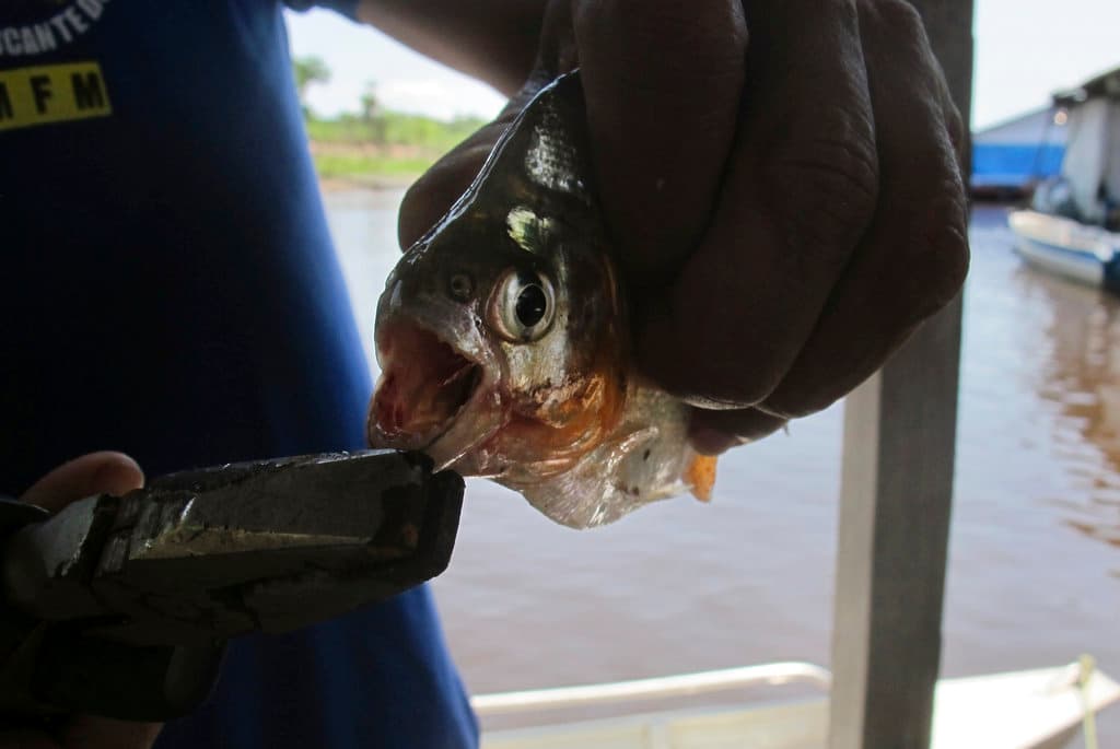 Un niño de ocho años captura una piraña del Amazonas en un lago de Pensilvania y enciende las alarmas