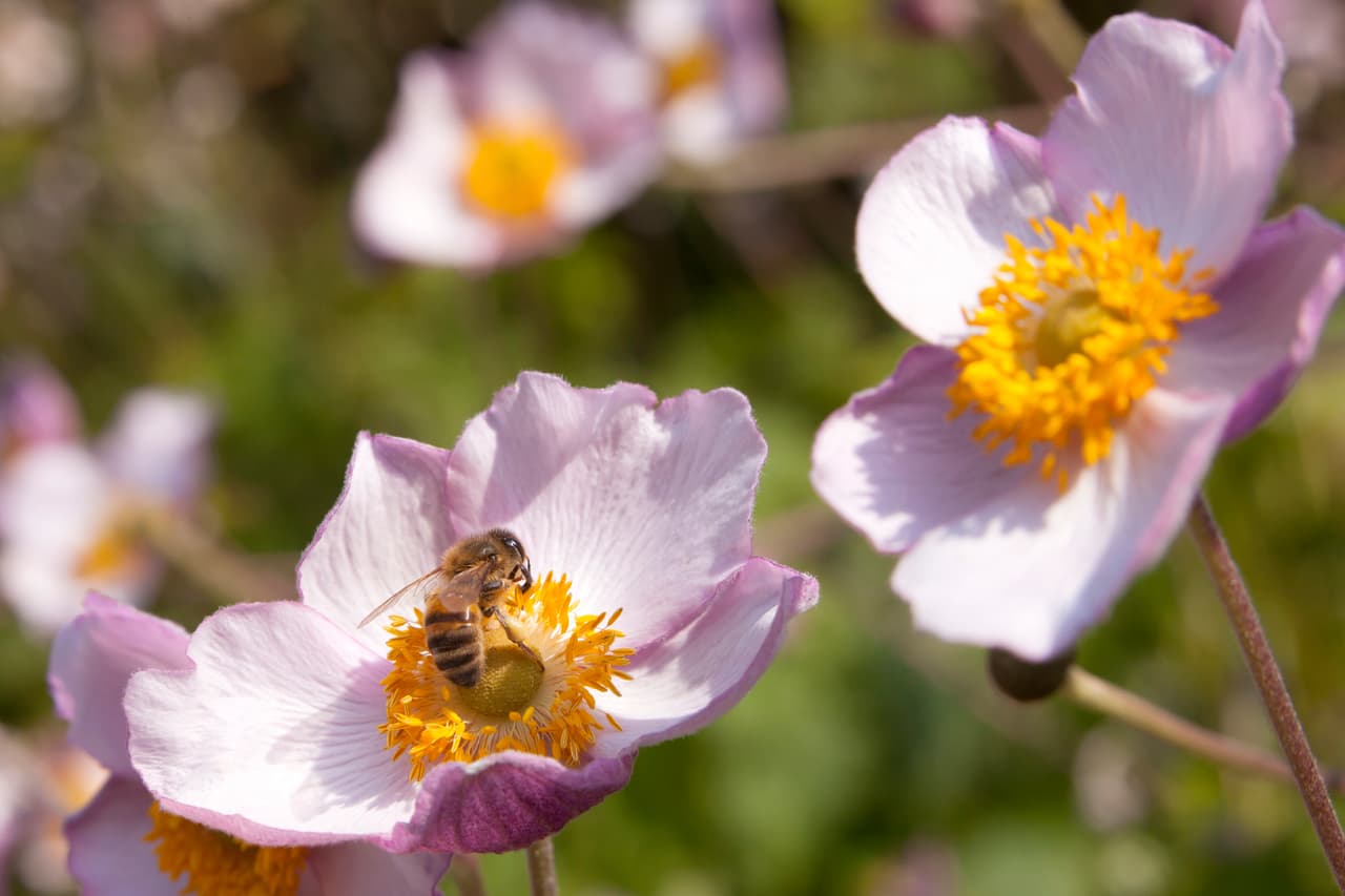 ¿Qué es la miel? De acuerdo al National Honey Board, la miel es un producto hecho por abejas, del néctar (no del pollen) de flores y árboles.