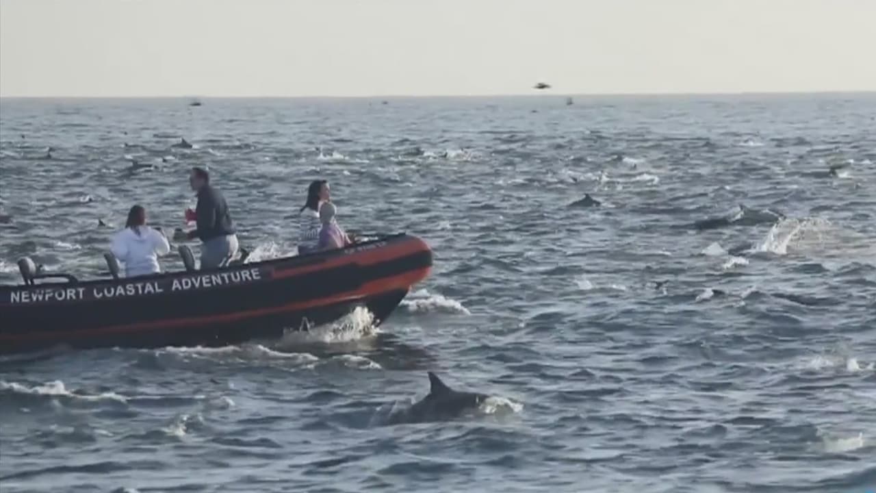 Captan a más de 1,000 delfines nadando cerca de las playas del condado de Orange