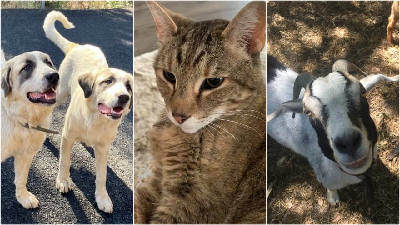 ¿Los reconoces? Estas mascotas fueron separadas de sus dueños durante el incendio Kincade