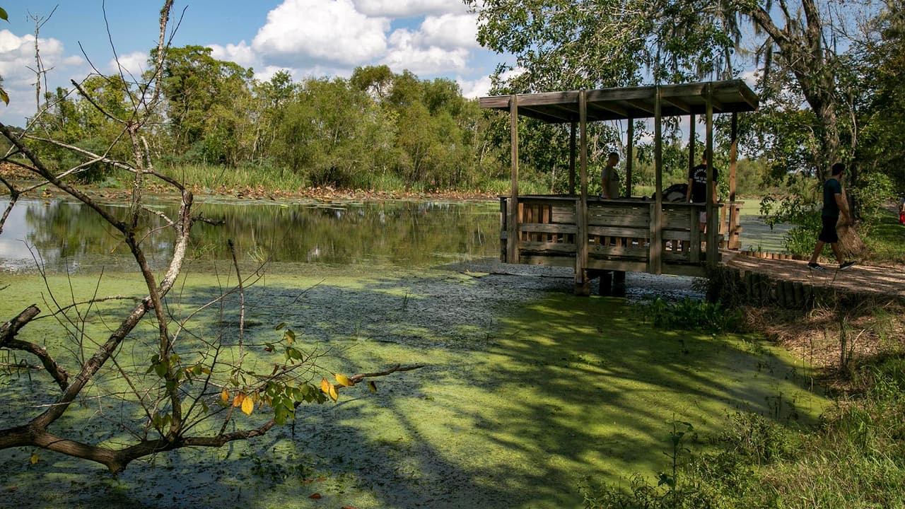 A lo largo de los pantanos se encuentran muelles para observar a los caimanes y en algunos casos para pesca.