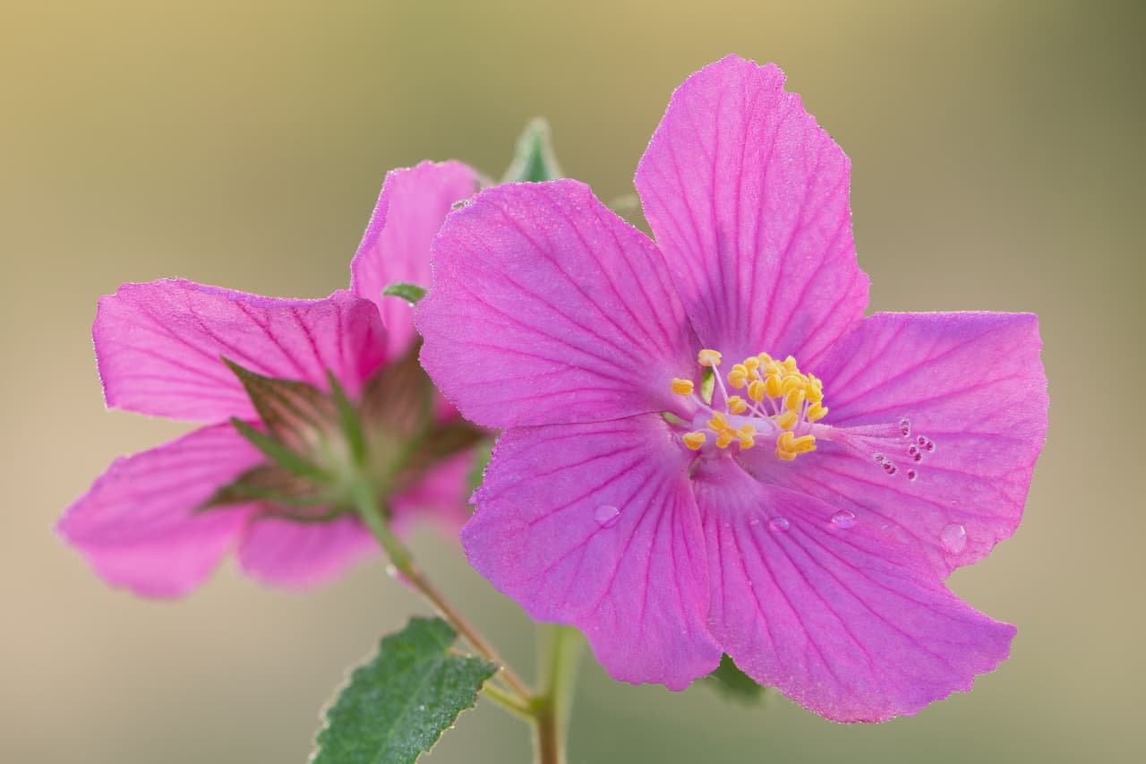 El centro cuenta con 284 acres y casi 900 especies de plantas nativas de Texas.