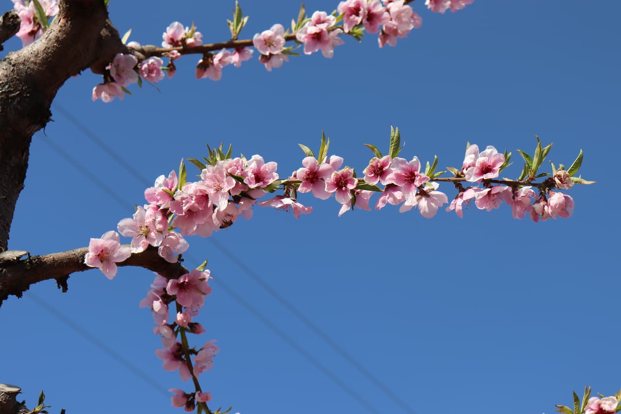 A partir de este 29 de febrero y hasta el 22 de marzo, en Reedley puedes tomar un pequeño tren por $5 y disfrutar del espectáculo florido que ofrece la estación. Para más detalles de esta actividad, 
<a href="https://www.hillcrestreedley.com/blossom-trail" target="_blank">puedes averiguar aquí. </a>