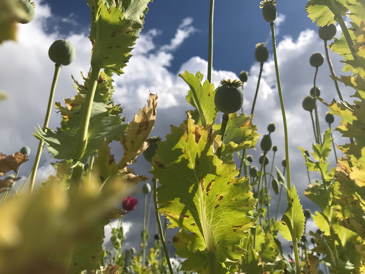 De la amapola se extrae la goma de opio, de la que se derivan drogas como la heroína y la morfina.