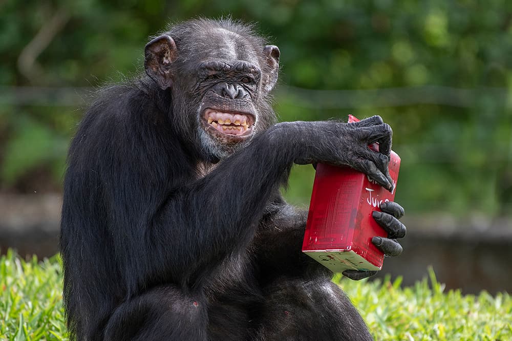 También les regalaron golosinas especiales, al llenar un tubo con insectos y gusanos, para que el animal descubra cómo sacarlos.