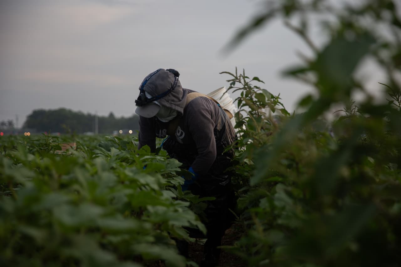Un trabajador cosecha ocra temprano en la mañana en un campo en Homestead. Los que pudieron mantener sus trabajos no pararon nunca sus faenas a pesar de la amenaza sanitaria del coronavirus.