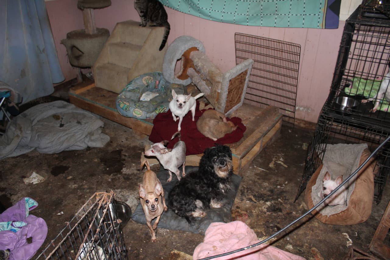Los animales vivían entre sus propios desechos y escombros.