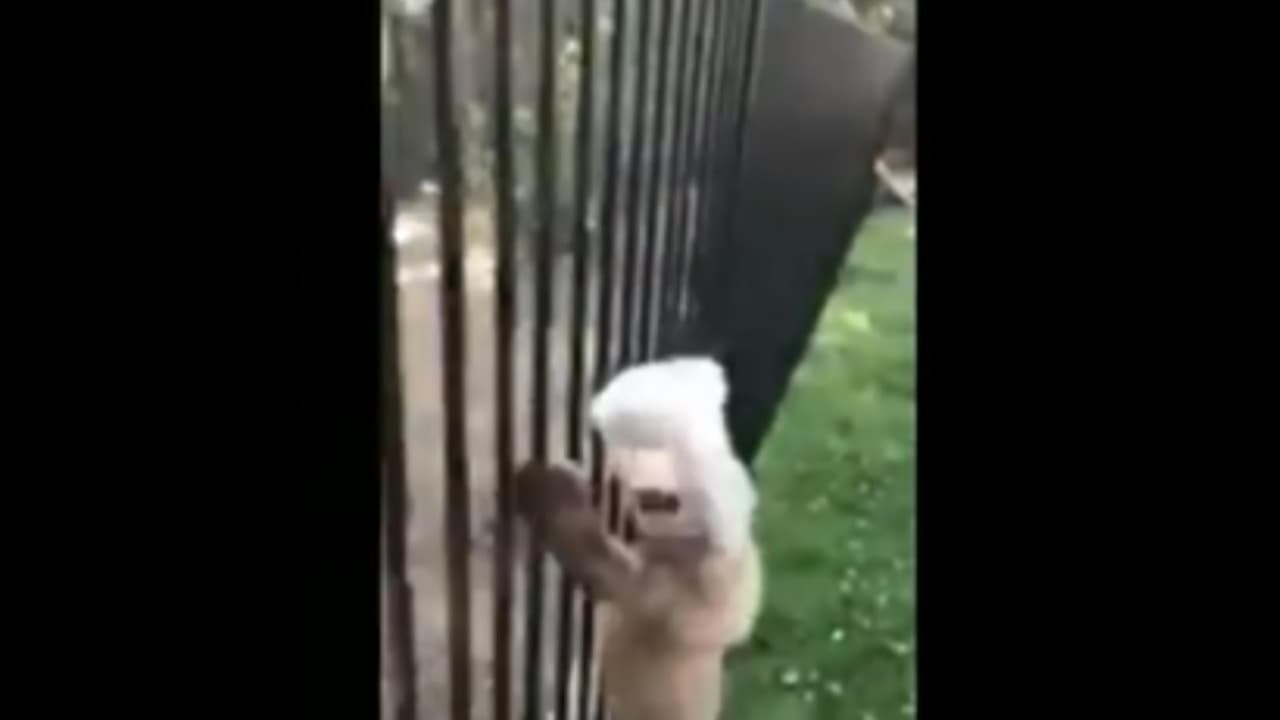 Una llamada de emergencia por un oso que metió su cabeza donde no debía