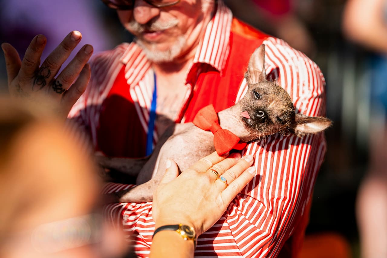 Little Prince Wonder, un crestado chino de 8 años, recibe amor durante el concurso del perro más feo del mundo en la feria del condado Sonoma, en Santa Rosa, California, el viernes 8 de agosto de 2025.
