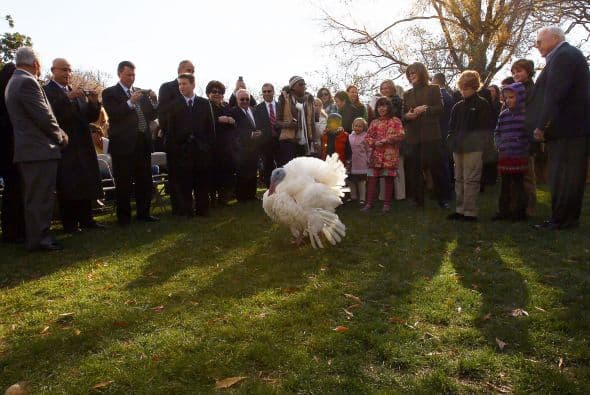 Un pavo vive entre 10 y 15 años.