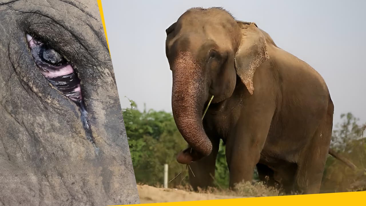 ¿Por qué este elefante está llorando? La trágica historia de Raju y su encarcelamiento