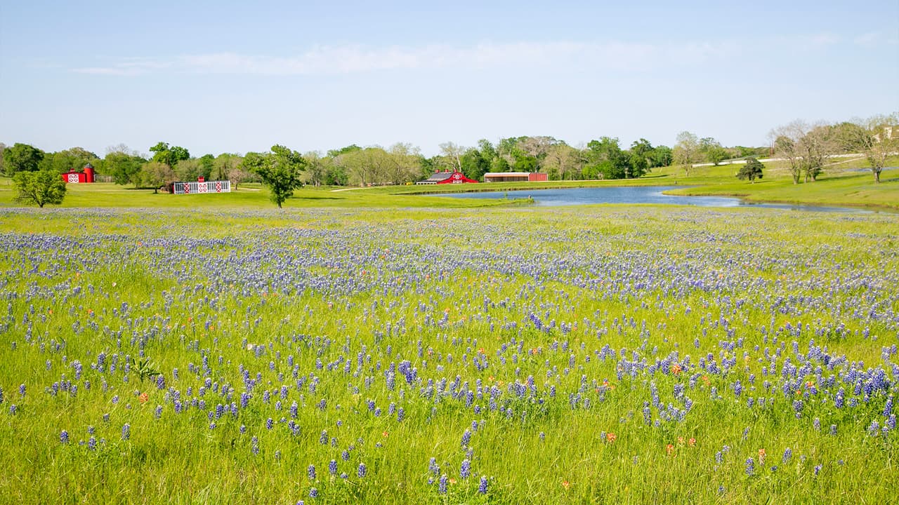 Las Bluebonnets se pueden observar en todo su esplendor desde finales de marzo hasta mediados de abril en
<a href="https://www.univision.com/temas/texas">Texas</a>.