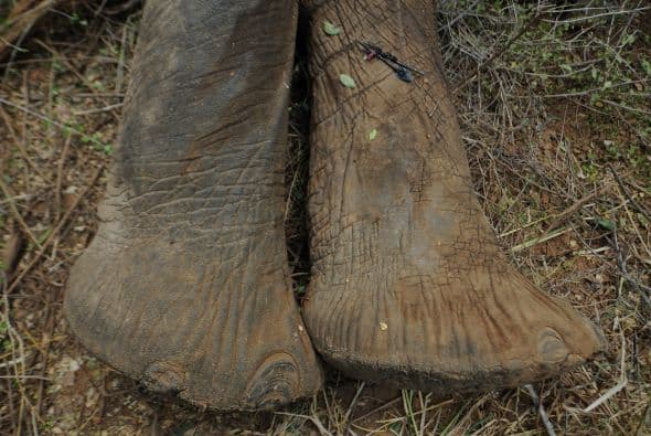 Y el comercio de marfil hace que se vuelva más vulnerable.