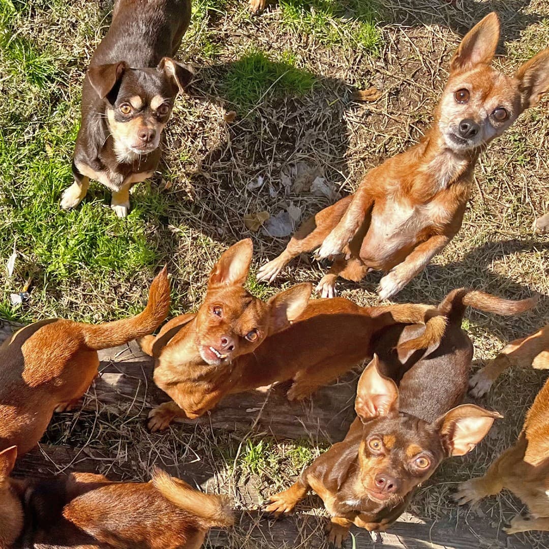 Si buscas dar asilo a animalitos en tu casa, la organización te confiará cachorritos de perros o gatos que no han sido esterilizados, perritas o gatitas a punto de dar a luz o animales con necesidades especiales.