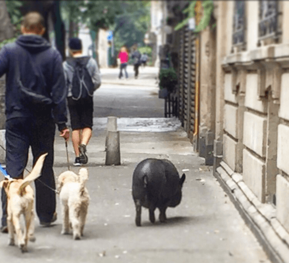 Aunque es totalmente natural ver a La Chata en calles de la colonia Roma dando un paseo al lado de otros perros.