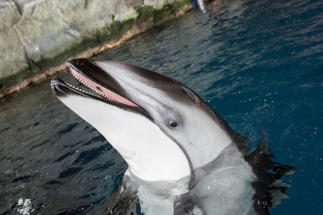 Katrl pasó una temporada en el Miami Seaquarium como parte de un programa de reproducción para mantener la diversidad genética de los animales y su estancia resultó exitosa.