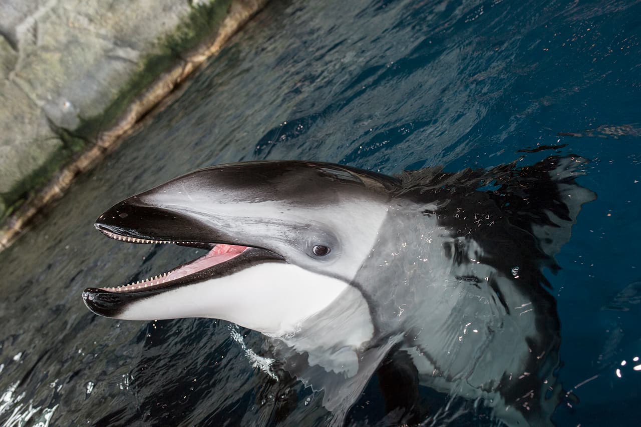 Veterinarios del Acuario están monitoreando constantemente su embarazo y son conocedores del tema, pues el pasado mes de junio nació otra bebé delfín en cautiverio llamada Makoa.