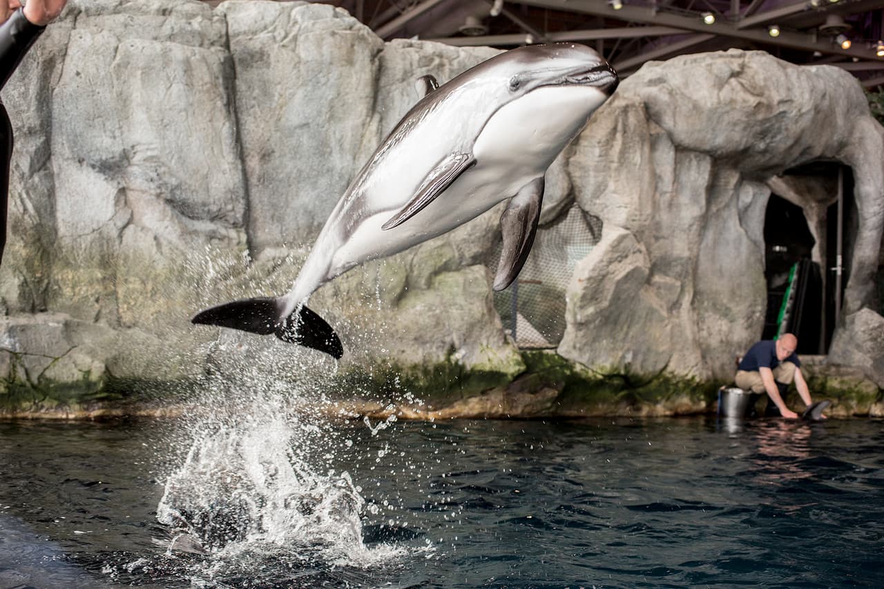 La cigüeña está próxima a llegar al Acuario Shedd.