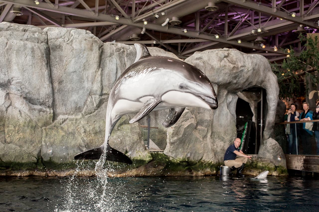 El acuario ha dado a conocer que una de sus delfines, Katrl, de 28 años de edad, está en el segundo trimestre de su primer embarazo.