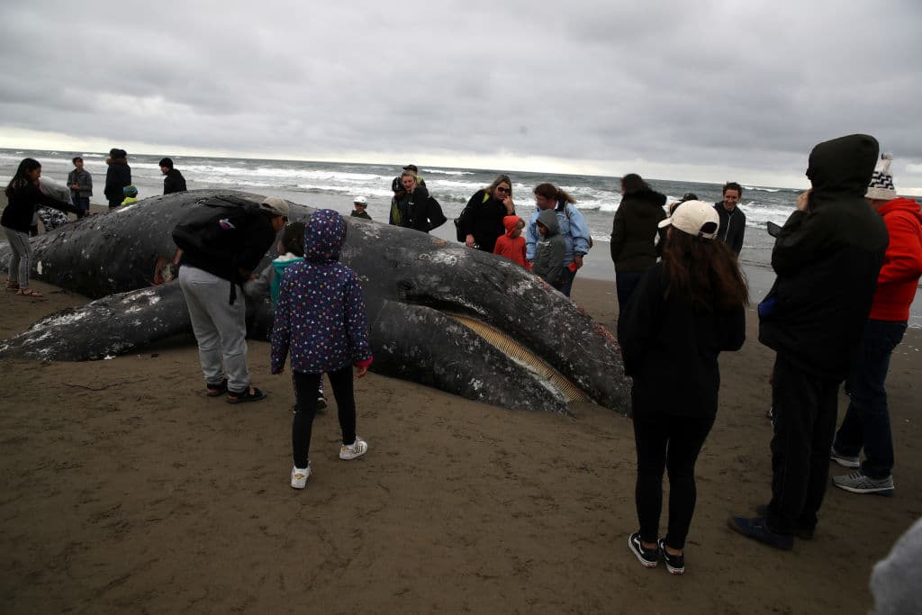 Los expertos creen que, ante la falta de alimento, las ballenas grises que emprenden su camino hacia el norte no están reuniendo las suficientes energías para realizar un trayecto tan extremo y, cuando atraviesan las costas de California, comienzan a morir por desnutrición. Además, la falta de comida también las hace más vulnerables a morir por el golpe de un barco.