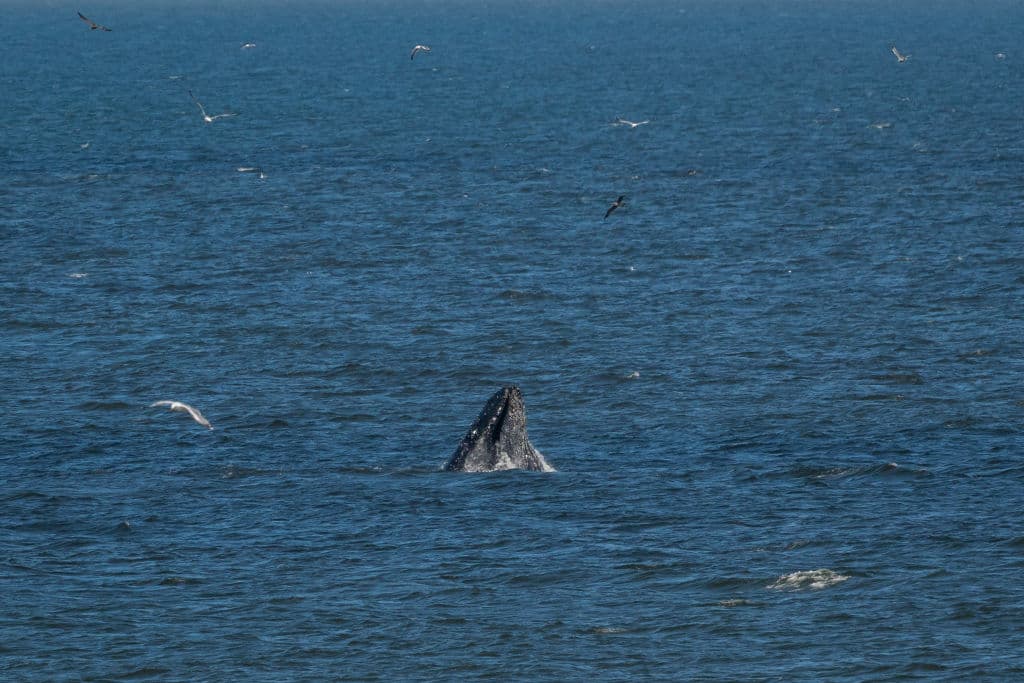 En imágenes, el banquete de las ballenas jorobadas que atrae público a Pacífica 