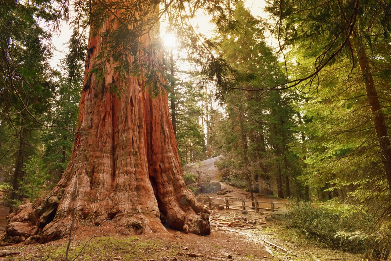 Fin de semana de excursión terminó con uno de los turistas muertos en el Parque Sequoia