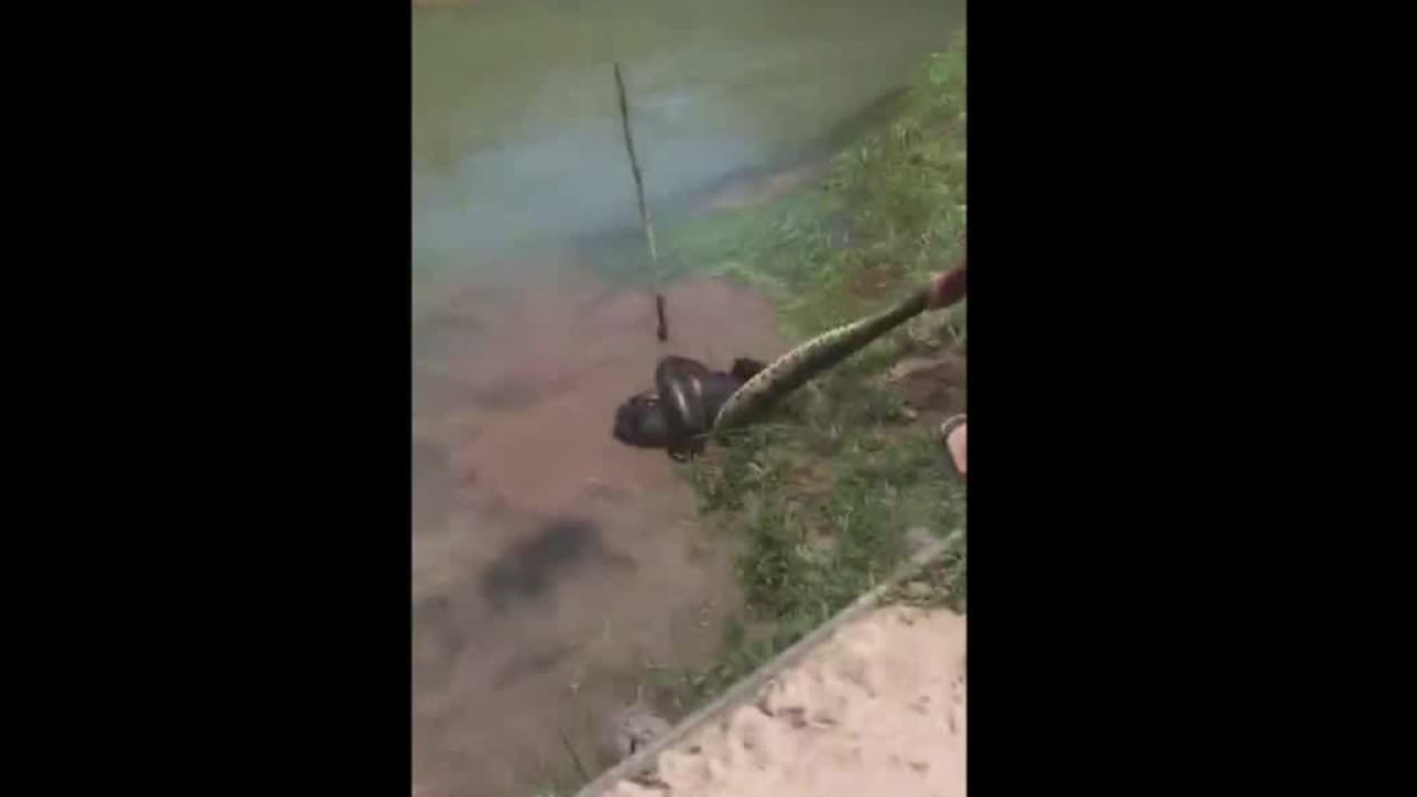 Dos hombres rescatan a un perro a punto de ser estrangulado por una enorme anaconda