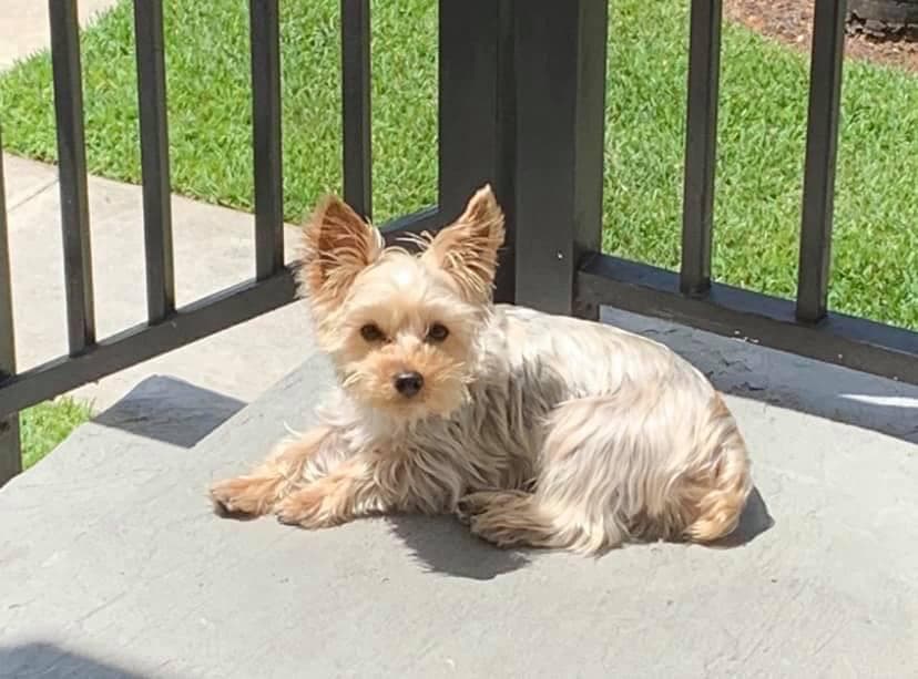 Tobby , para Zonia García, es uno más de la familia, es el “bebé consentido”.