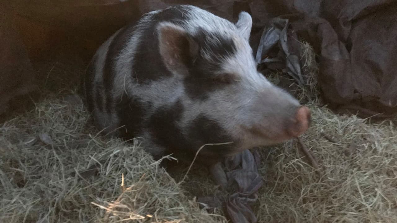 Un juez impuso una orden de captura y los animales fueron incautados.