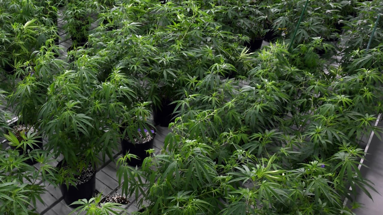 Controversia por legalización de la venta y consumo de marihuana en Maryland: hay oposición en la comunidad