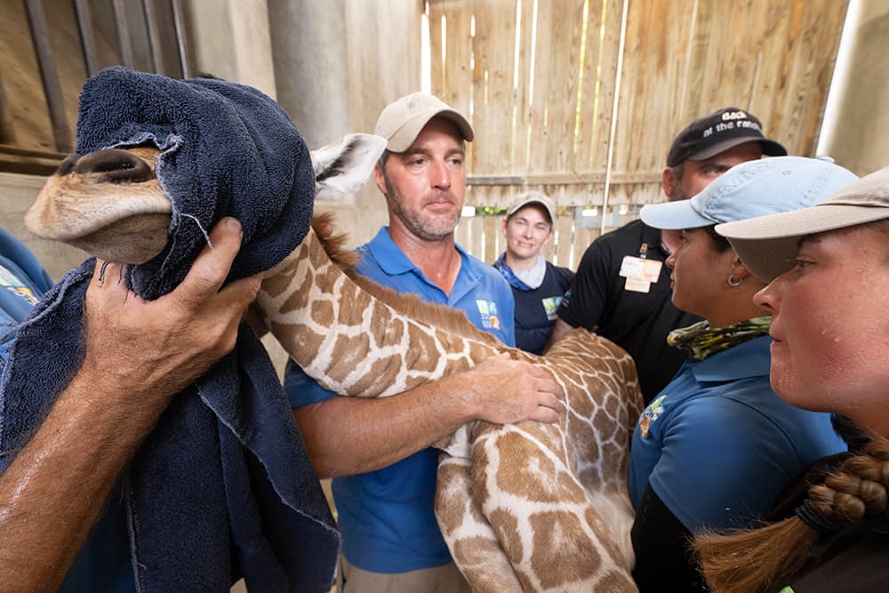 Todo indica que la jirafa, quien todavía no tiene nombre, está sana.