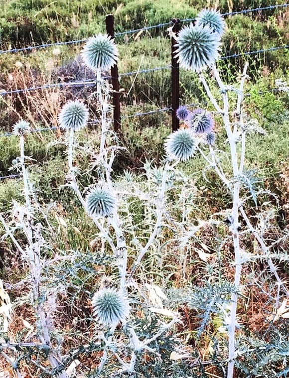 Y nos compartió una fotografía de una planta exótica nativa de Israel. ¡Qué interesante!