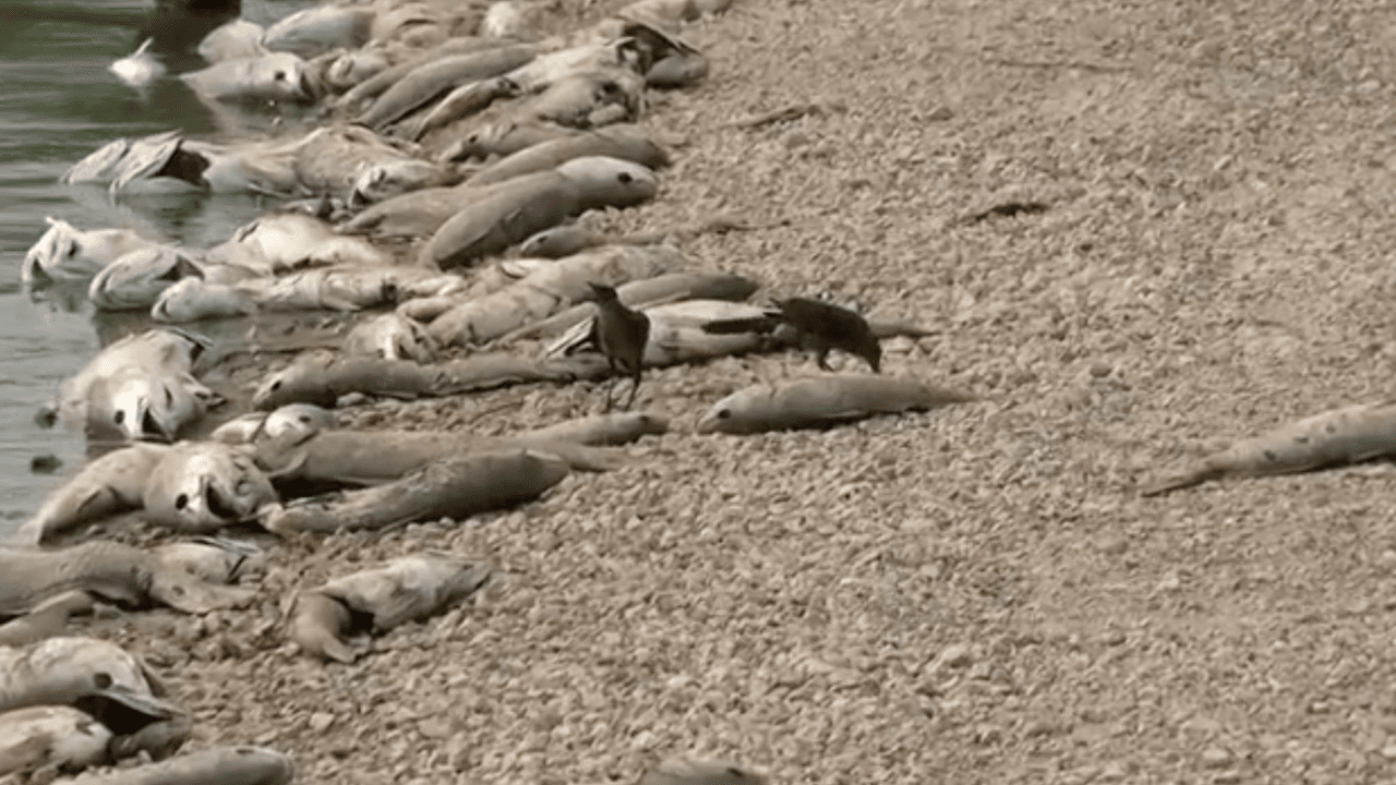 Cientos de peces aparecieron muertos en Calaveras Lake desde hace más de 48 horas en el centro de Texas.