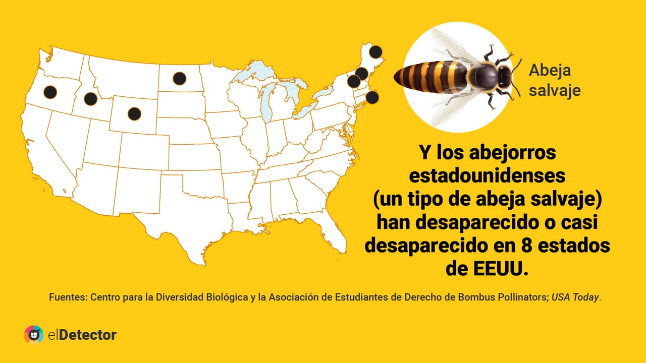 <a href="https://www.univision.com/noticias/diamundialabejas-no-evidencias-humanidad-acaba-4-anos-si-desaparecen-abejas-pero-mundo-si-cambiaria" target="_blank">Lee aquí</a> la verificación completa de
<b> elDetector.</b>