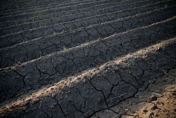 Tras cuatro años de sequía, la tierra muestra este aspecto cuarteado en Tulare. Numerosos agricultores, debido a los problemas de riego y restricciones, han abandonado las cosechas o las han reducido. 