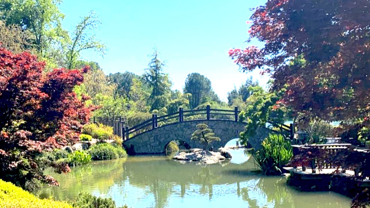 Ubicado en el parque Woodward, al norte de la ciudad de Fresno, el 
<b><a href="http://www.shinzenjapanesegarden.org/?fbclid=IwAR2Y0SBw39DWkqO8sinXY6kpasN3buQimYfwLTDTlnrJfIveozq-Ag6VsU0" target="_blank">Jardín Shenzin</a></b> ofrece paz y serenidad para aquellos que quieran escapar de la rutina. 
<b>Fue construido en el año 2015 en honor de la ciudad hermana de Fresno, Kochi, en Japón.</b>
<br>
<br>
<br>