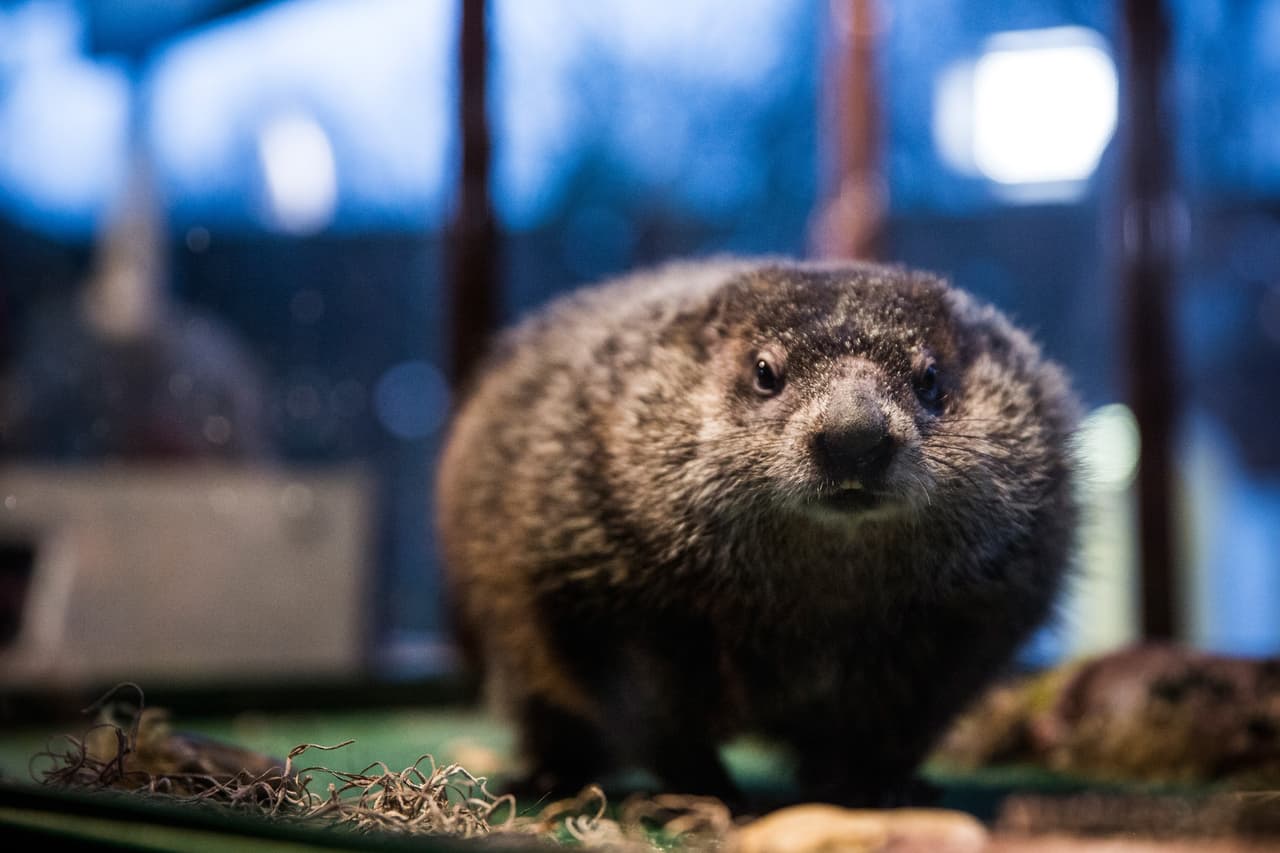 Este martes alrededor de las 8 de la mañana se transmitió la predicción de la marmota Chuck, de Staten Island, desde el zoológico de Staten Island en Nueva York.
<br>