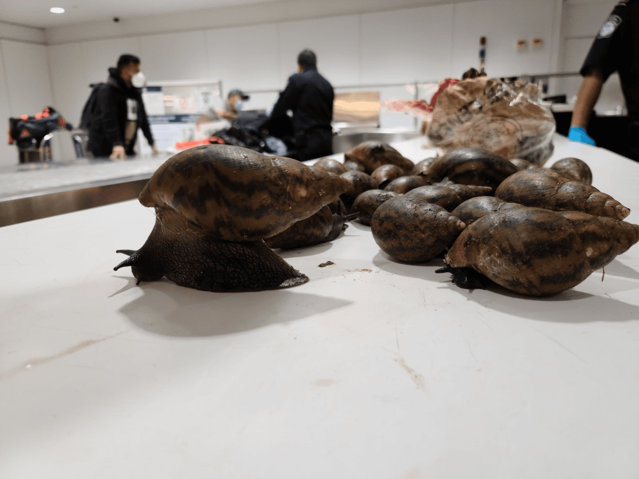 Según el Departamento de Agricultura, el caracol gigante africano "es uno de los más dañinos del mundo". No solo es portador de un nematodo parásito que puede provocar meningitis, sino que también consume al menos 500 tipos de plantas, amenaza los recursos agrícolas. Además, esta especie se reproduce rápidamente, produciendo unos 1,200 huevos en un solo año.