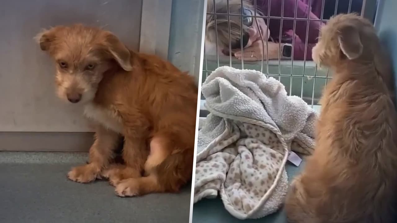 Investigan la muerte de 'Bowie' en el Centro de Cuidado de Animales de Baldwin Park: lo sacrifican a sus 3 meses