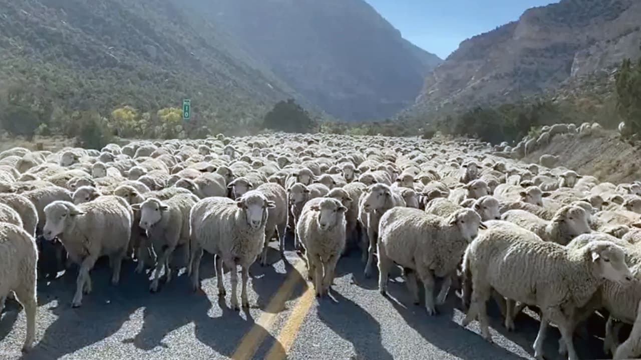 Las autoridades advirtieron que “los atascos de los lunes por la mañana son los peores”.