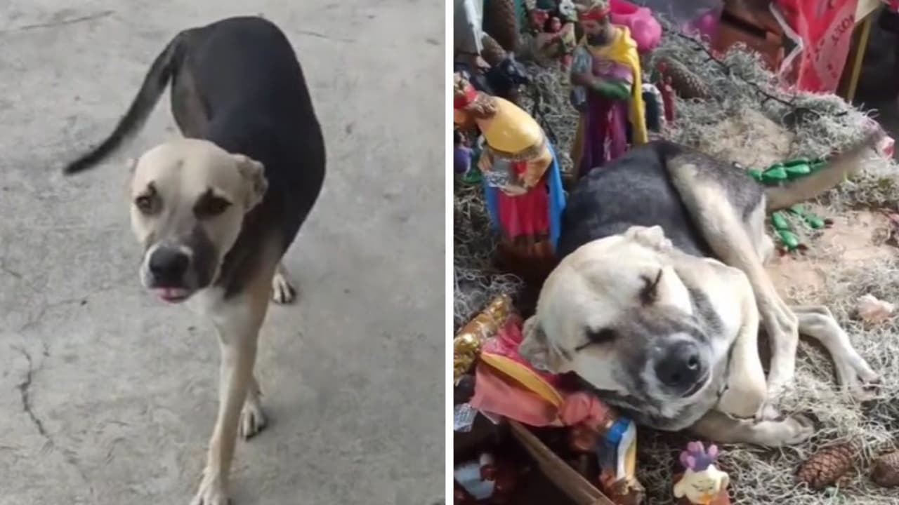 Perrito finge estar ciego tras ser descubierto durmiendo encima de un nacimiento: se hace viral