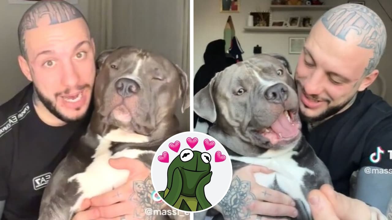 Hombre hace creer a su perrito que "le robó su nariz": reacción del animal enamoró a Internet