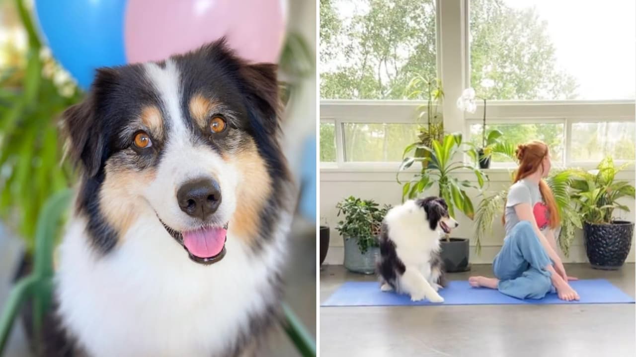 Perrito practica yoga y conquista Internet por lo bien que lo hace: el video es impresionante