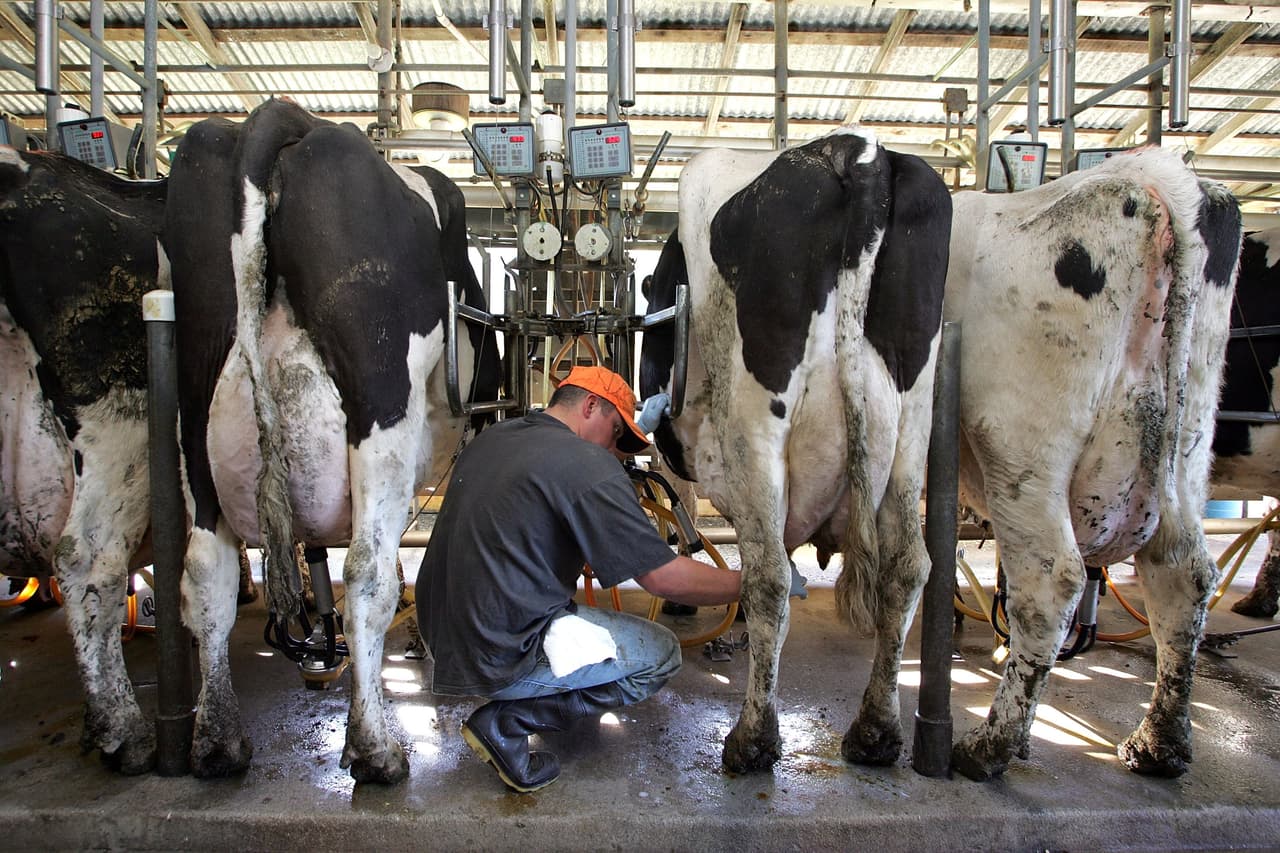 In Wisconsin, even Trump supporters worry there will be no cheese without Latinos