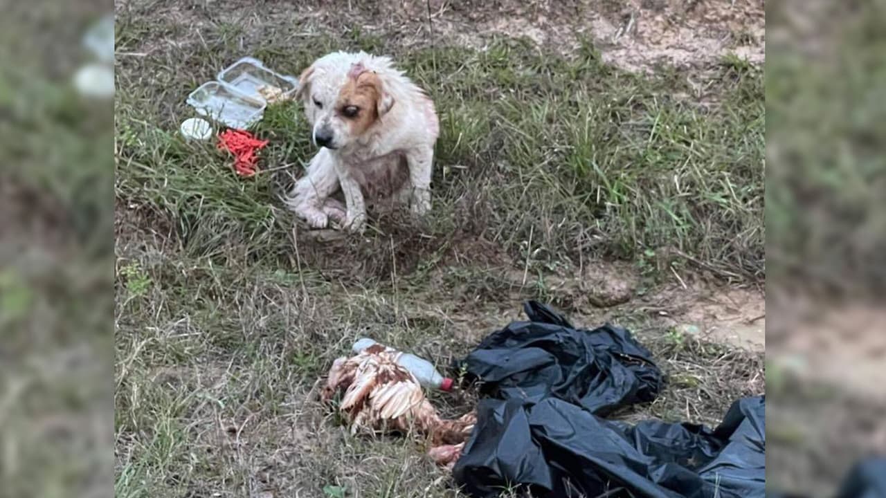A Joey se le salió uno de sus ojos y tiene una 
<a href="https://www.univision.com/local/houston-kxln/condenan-a-10-anos-tras-las-rejas-a-un-hombre-del-sureste-de-houston-por-crueldad-animal">herida ensangrentada</a> en la parte superior de la cabeza por lo que sigue en un hospital veterinario.