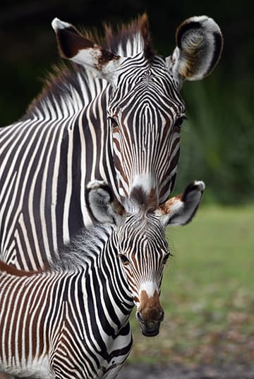 La madre tiene 4 años y llegó desde el Zoológico de Nueva Inglaterra.
